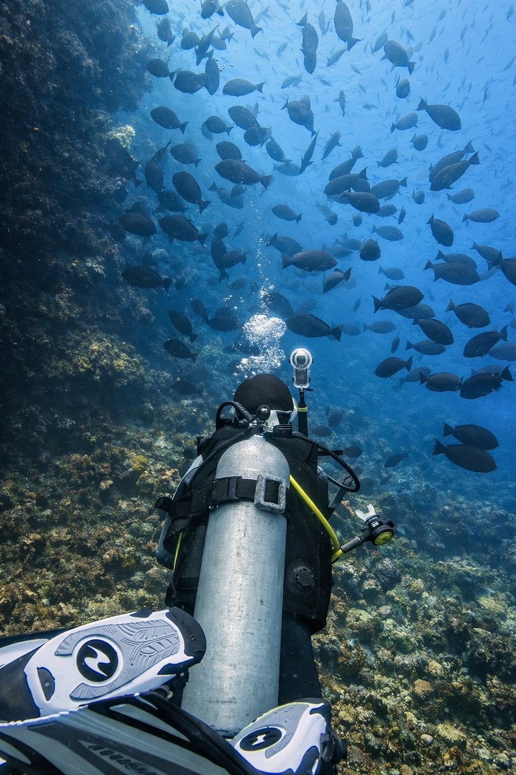 RESCUE & REACTRIGHT DIVING COURSE